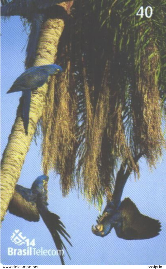 Brazil:Brasil:Used Phonecard, Brasil Telecom, 40 Units, Bird, Parrots, 2003 - Brasilien