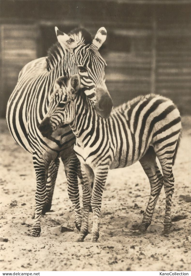 Zebra Mit Fohlen, Foto-AK, Gelaufen 1972 - Zebras