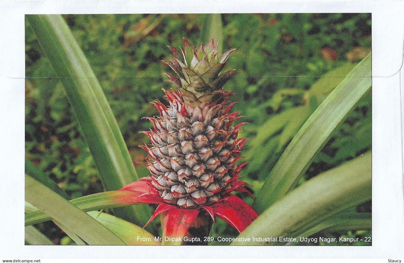 India 2023 GI Geological Indications: Agricultural Goods - VAZHAKULAM PINEAPPLE, Special FDC Kanpur Cancelled As Scan - Agriculture