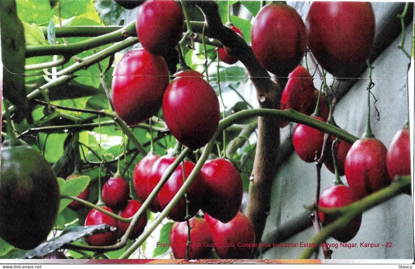 India 2023 GI Geological Indications: Agricultural Goods - NAGA TREE TOMATO, Special FDC Kanpur Cancelled As Scan - Agriculture