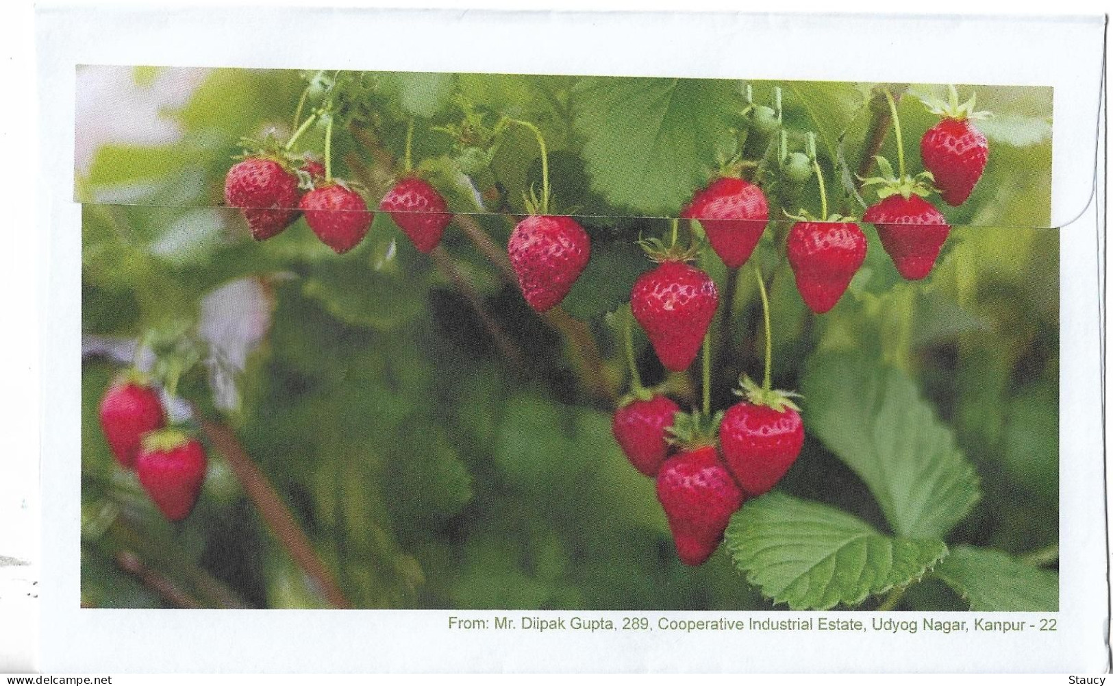 India 2023 GI Geological Indications: Agricultural Goods- MAHABALESHWAR STRAWBERRY, Special FDC Kanpur Cancelled As Scan - Agriculture