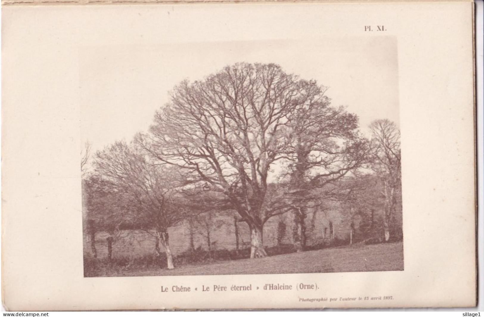 Haleine (Orne 61) Le Chêne " Le Père éternel " D'Haleine  (Orne) - Photographié Le 13 Avril 1897 - Andere Plannen