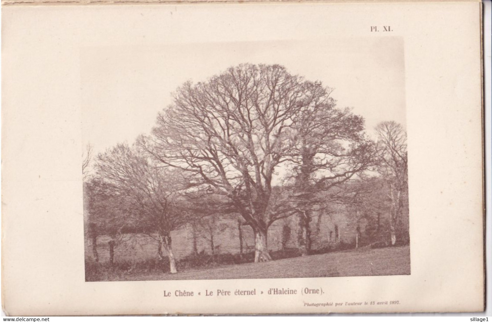 Haleine (Orne 61) Le Chêne " Le Père éternel " D'Haleine  (Orne) - Photographié Le 13 Avril 1897 - Otros Planes