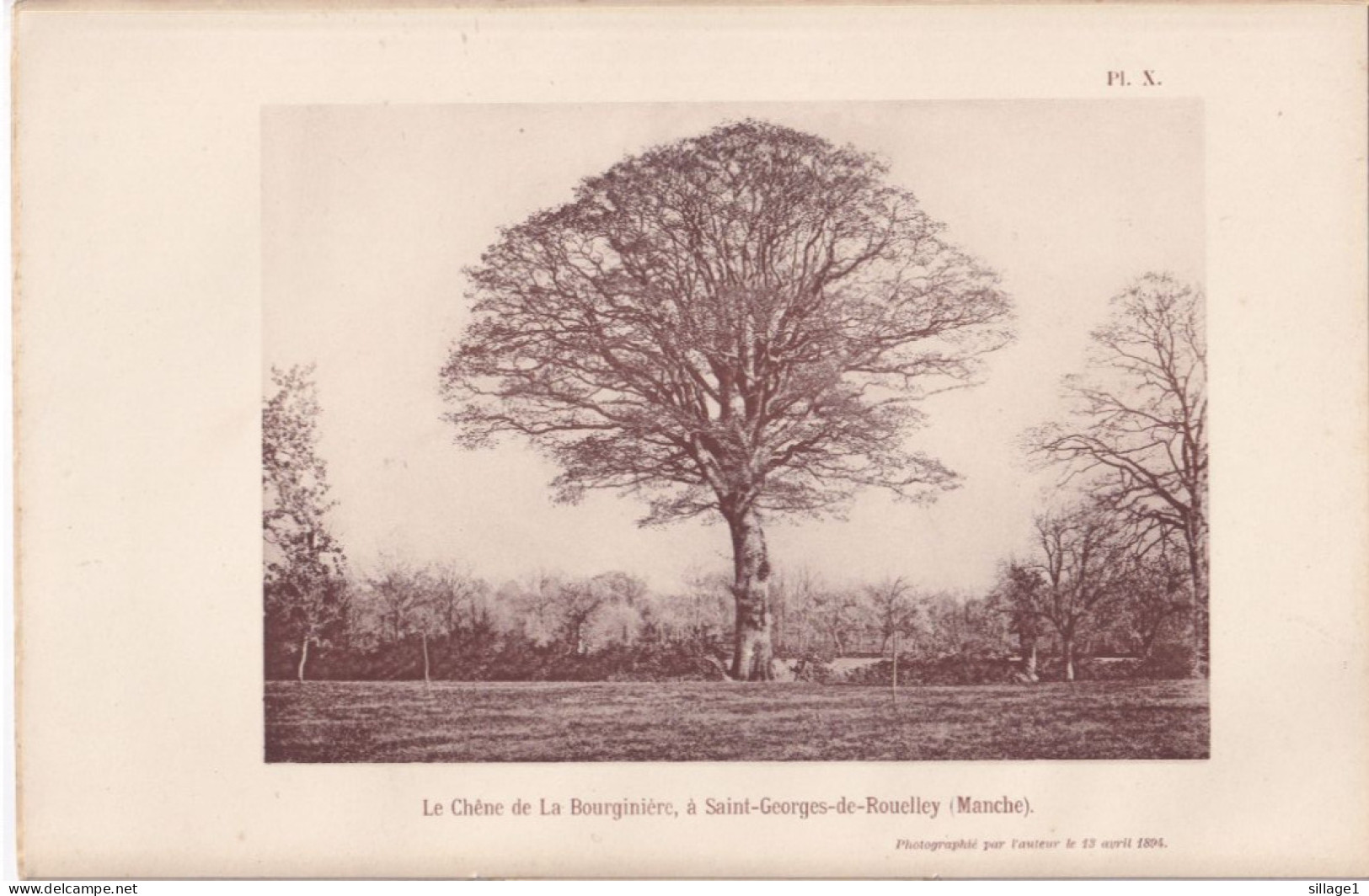 Saint-Georges-de-Rouelley  (Manche 50) Le Chêne De La Bourginière - Photographié Le 13 Avril 1894 Mortain Domfront - Altri Disegni