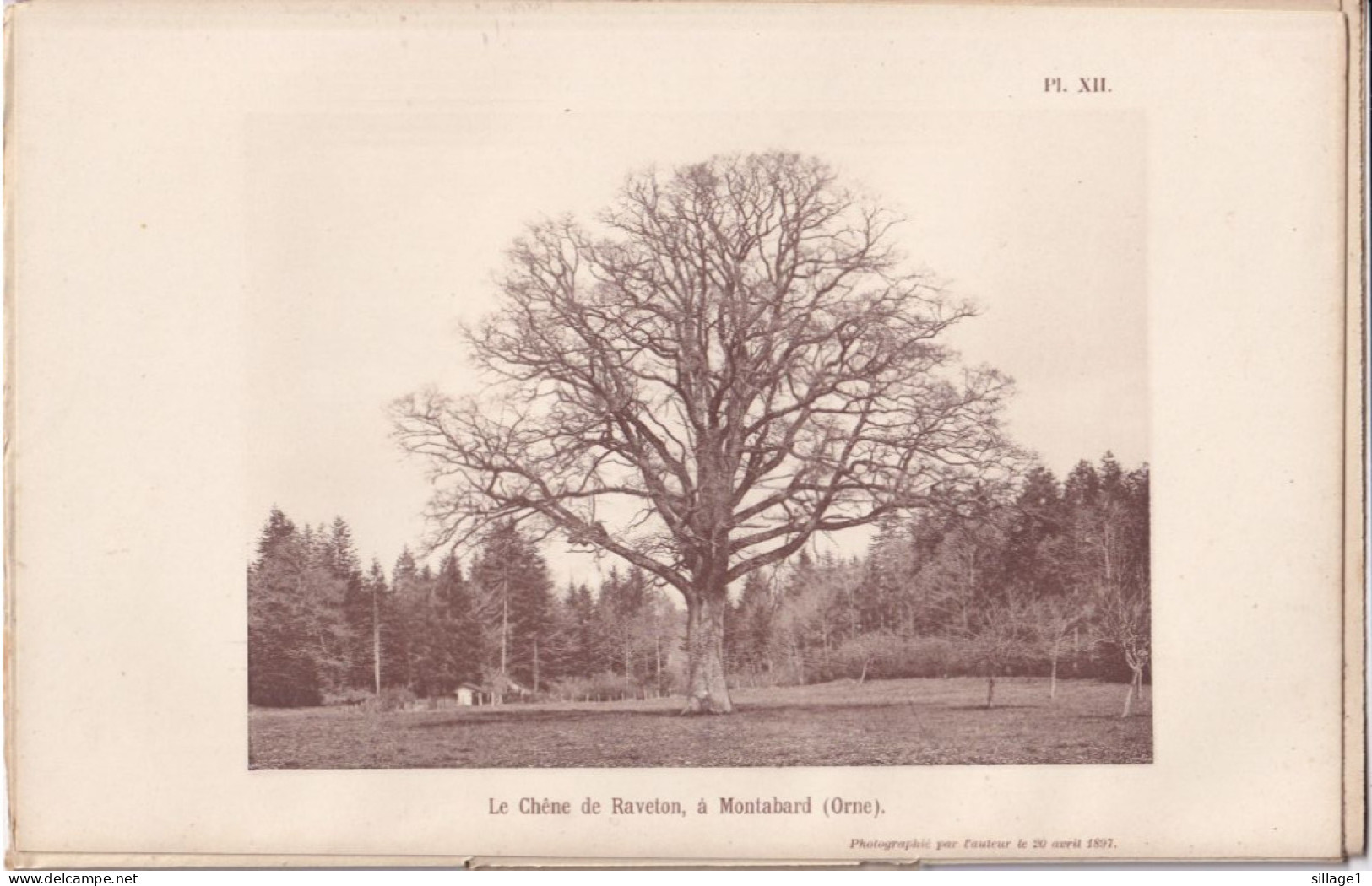 Montabard  (Orne 61) Le Chêne De Raveton - Photographié Le 20 Avril 1897 -  Aux Environs De Falaise Et D'Argentan - Andere Plannen