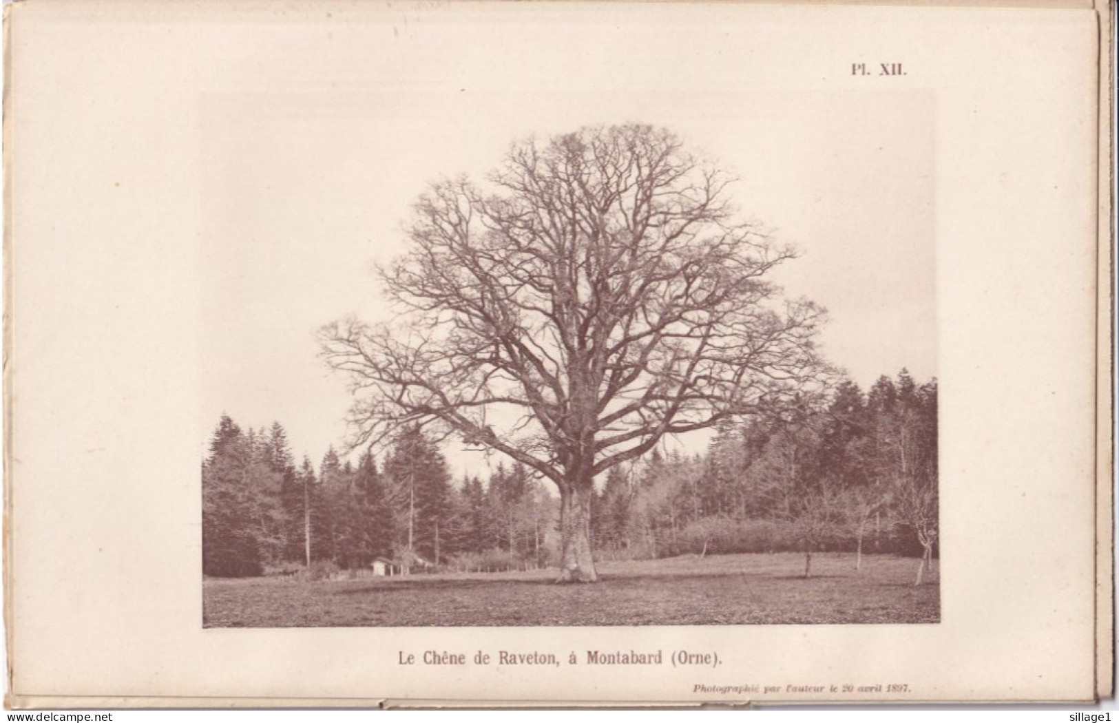 Montabard  (Orne 61) Le Chêne De Raveton - Photographié Le 20 Avril 1897 -  Aux Environs De Falaise Et D'Argentan - Otros Planes