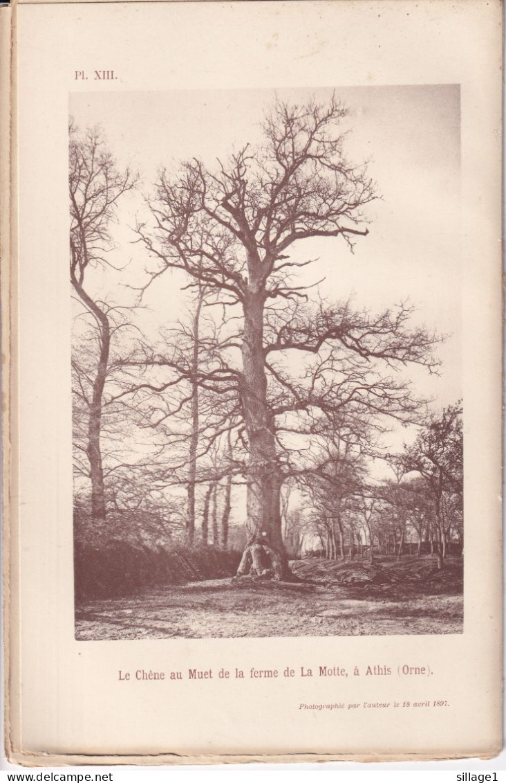 Athis (Orne 61) Le Chêne Au Muet De La Ferme De La Motte - Photographié Le 18 Avril 1897 - Flers - Condé-sur-Noireau - Andere Plannen