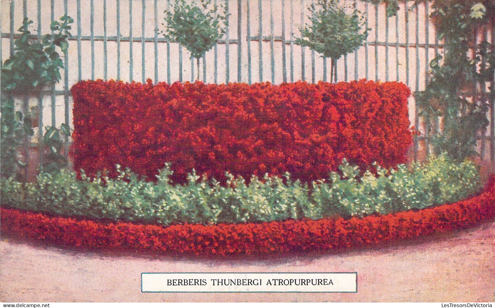 ARBRE - Berberis Thunbergi Atropurpurea- Carte Postale Animée - Arbres