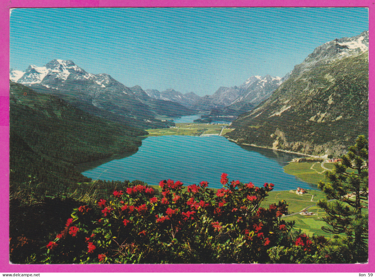 290164 / Switzerland - GR Grisons - Das Oberengadin , Silvaplana - Und Silsersee , Mountain Lake Flowers PC 151 Suisse - Silvaplana