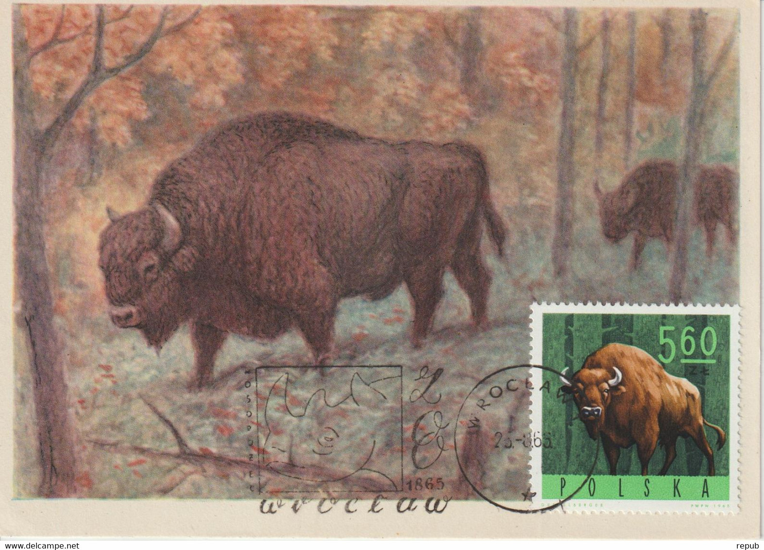 Pologne Carte Maximum 1965 Bison 1490 - Tarjetas Máxima