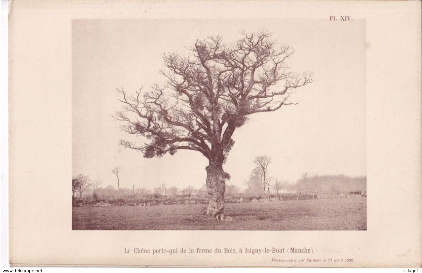 Isigny-le-Buat Ou Isigny-Pain-d'Avoine (Manche) Le Chêne Porte-gui De La Ferme Du Bois + Gui Photographié Le 24/04/1898 - Autres Plans