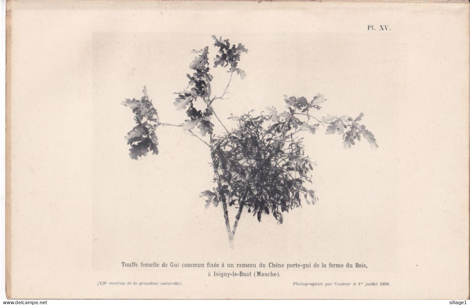 Isigny-le-Buat Ou Isigny-Pain-d'Avoine (Manche) Le Chêne Porte-gui De La Ferme Du Bois + Gui Photographié Le 24/04/1898 - Otros Planes