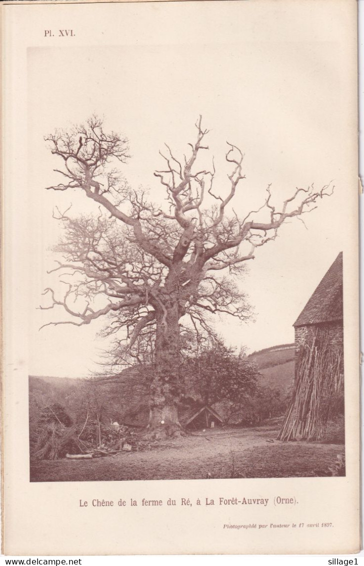 Auvray (Orne 61) Le Chêne De La Ferme Du Ré, à La Forêt-Auvray Photographié 17/04/1897 Falaise Mme Charles Des Moutis - Andere Pläne