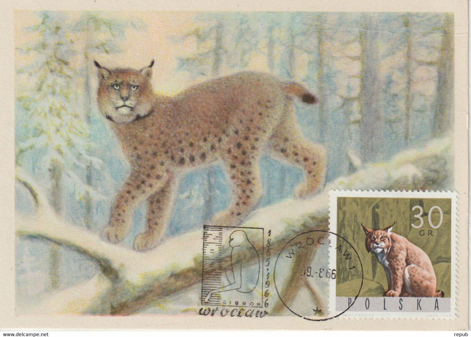 Pologne Carte Maximum 1965 Lynx 1484 - Cartes Maximum