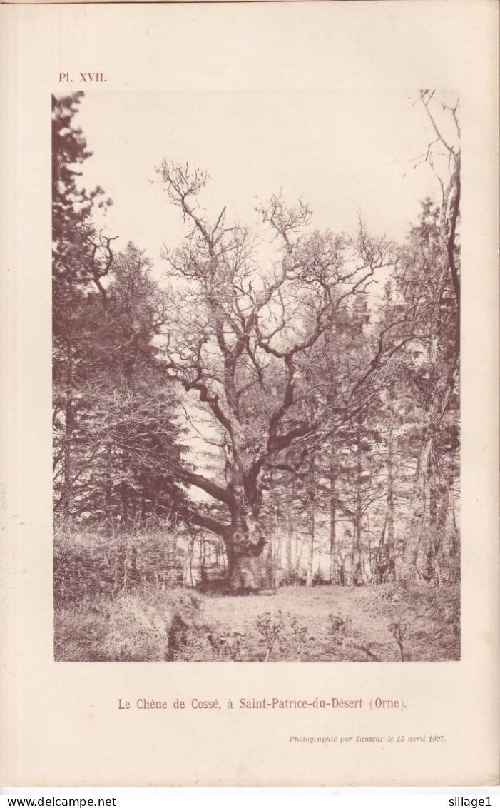 Saint-Patrice -du-Désert (Orne) Le Chêne De Cossé, à Saint-Patrice-du-Désert  Photographié 15 Avril 1897 La Ferté-Macé - Andere Pläne