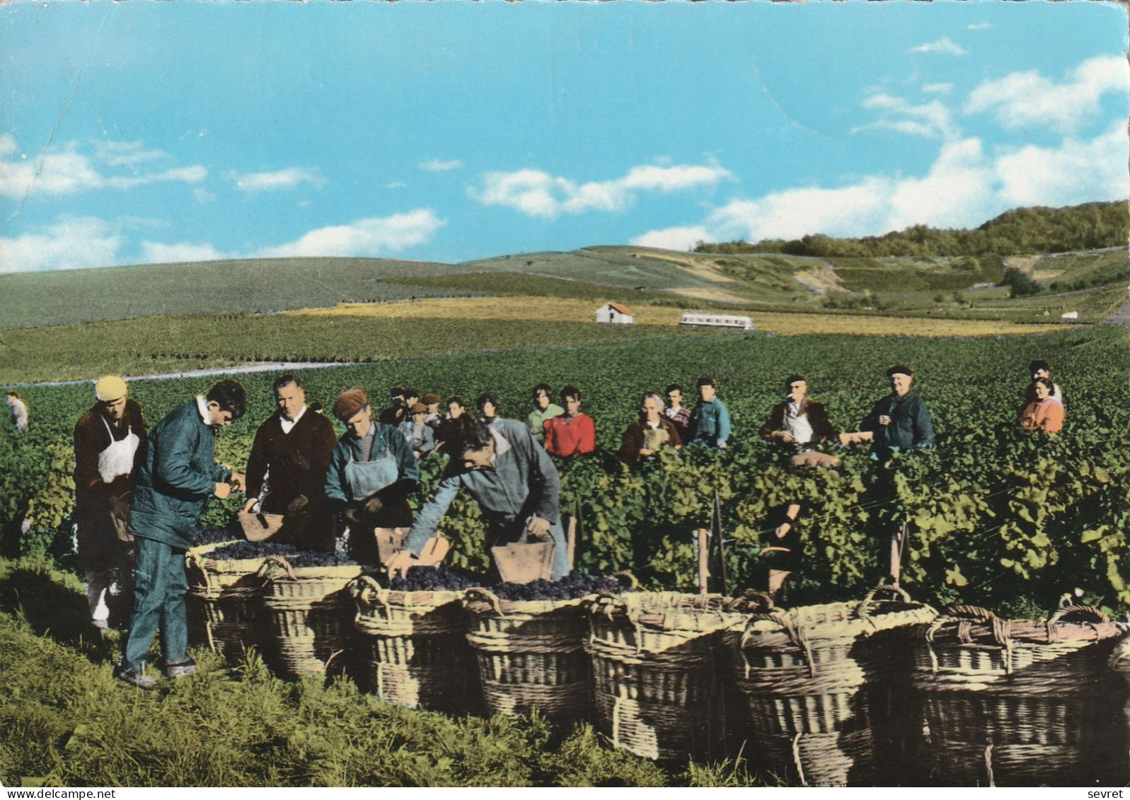 AY . - Vendanges Dans Les Vignobles. CPM Tour Dentelé - Ay En Champagne