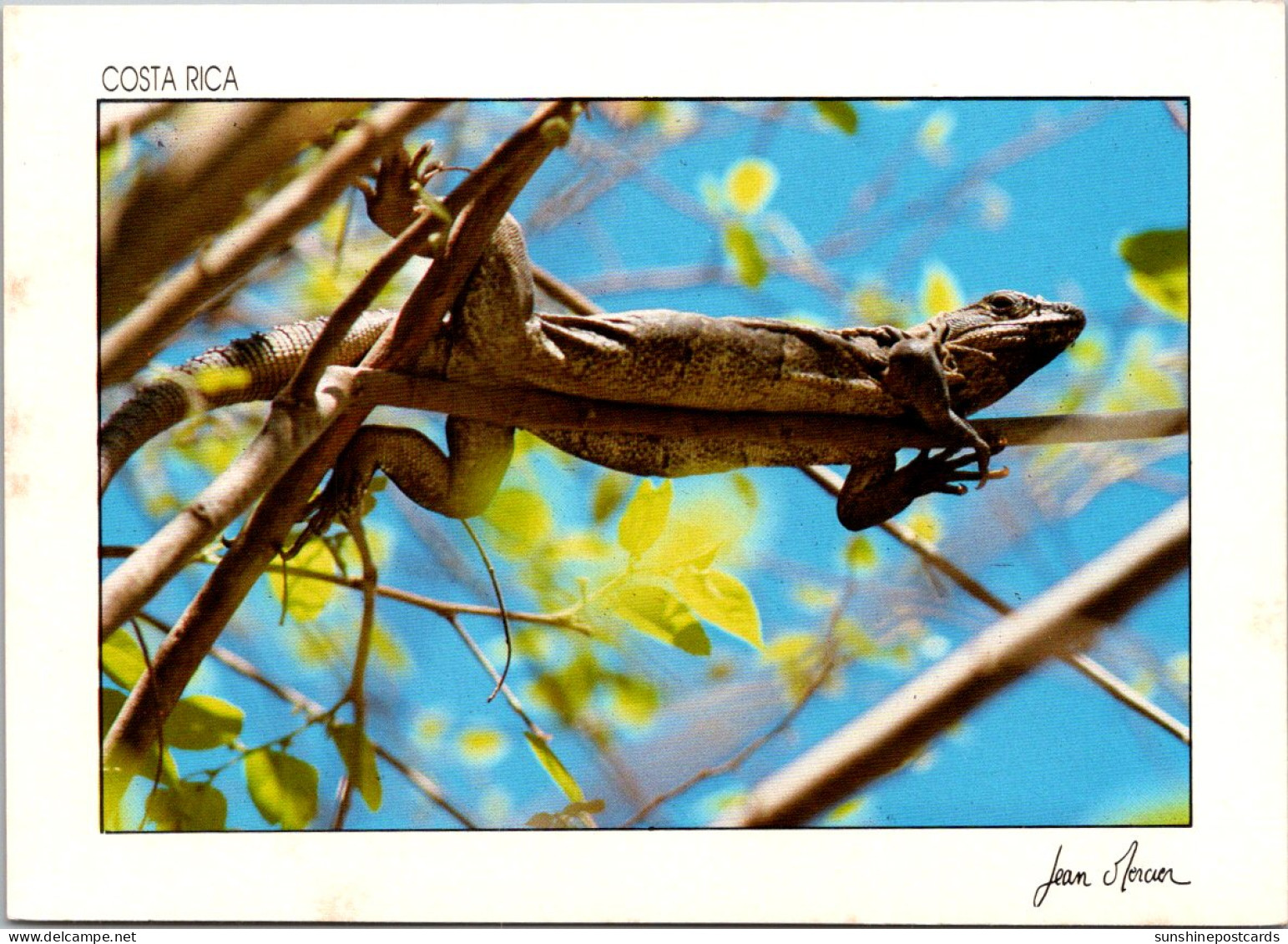 Costa Rica Native Iguana - Costa Rica