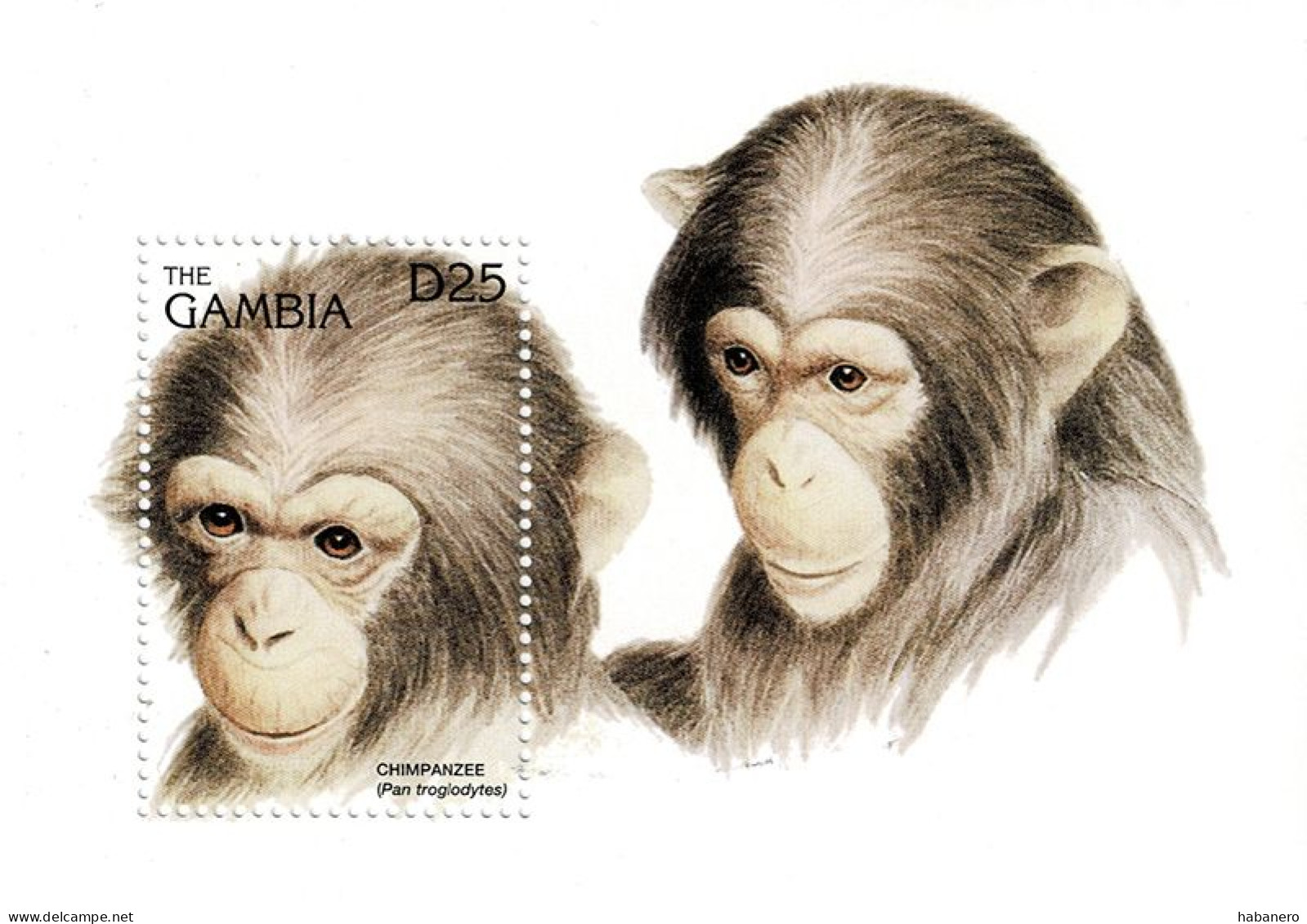 GAMBIA 1996 Mi BL 285 CHIMPANZEES MINT MINIATURE SHEET ** - Scimpanzé