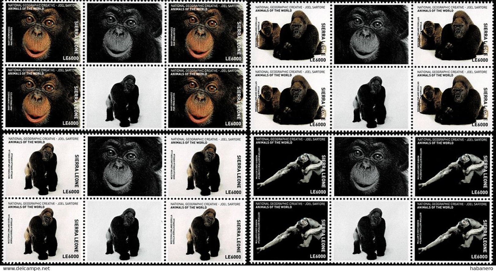 SIERRA LEONE 2016 Mi 8008-8011 NATIONAL GEOGRAPHIC GORILLAS & MONKEYS 4 X MINT BLOCK OF 4 STAMPS ** - Gorilla's