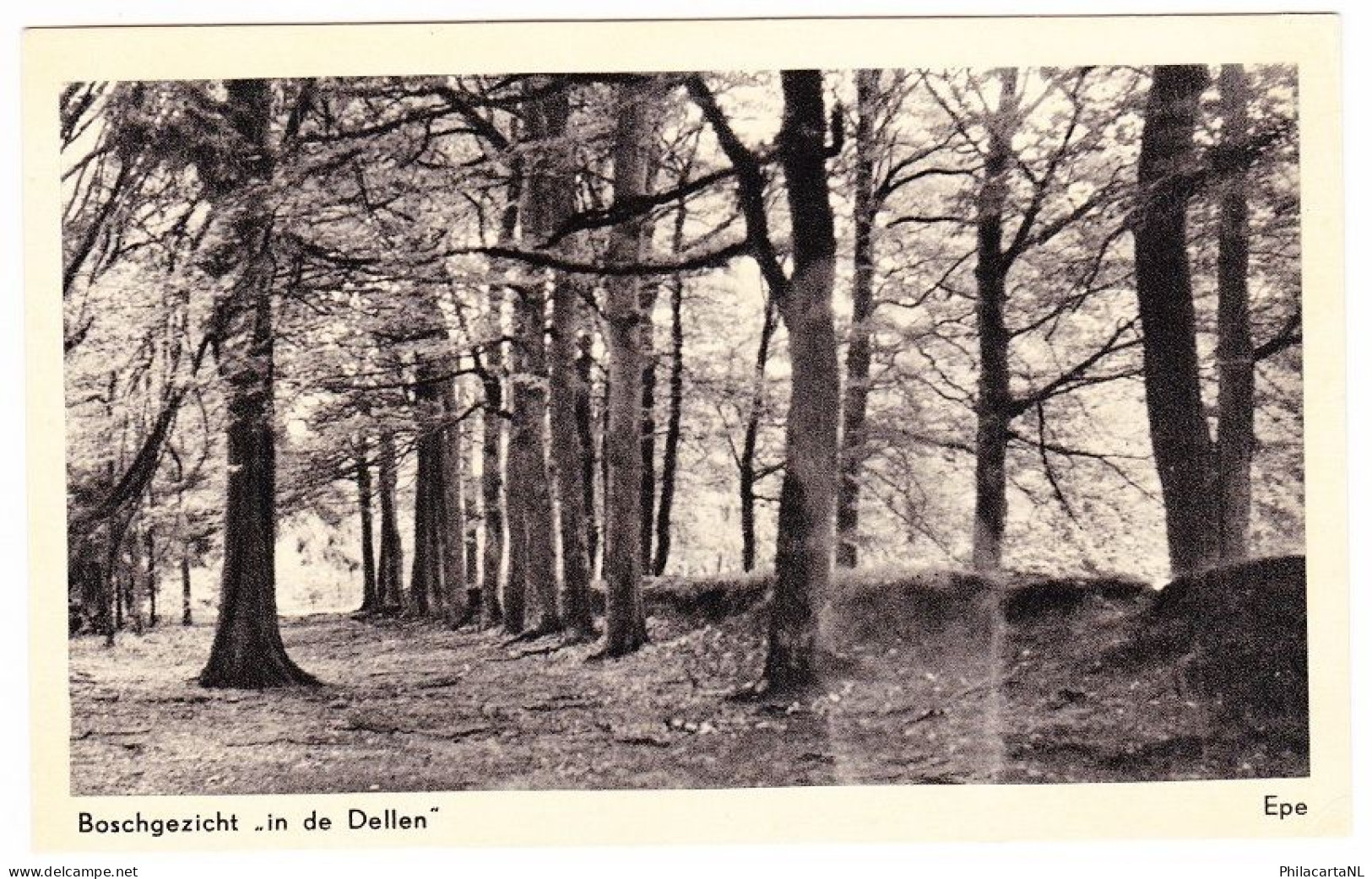 Epe - Boschgezicht In De Dellen - Epe