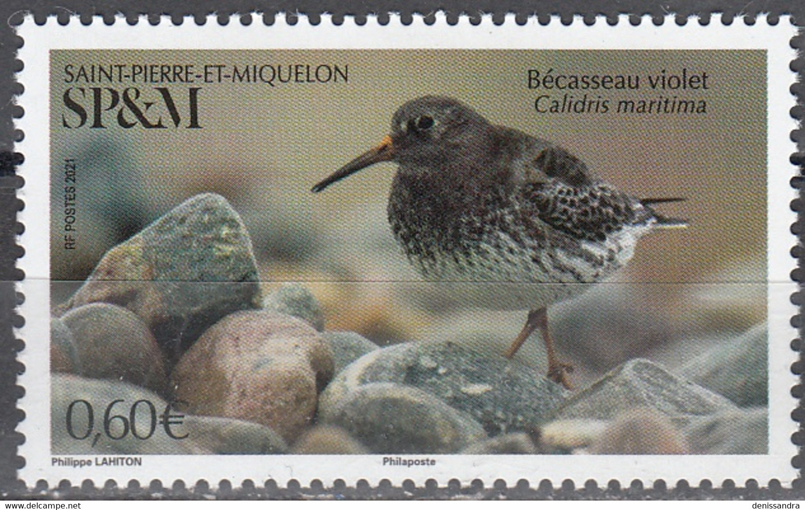 Saint-Pierre & Miquelon 2021 Oiseau Bécasseau Violet Neuf ** - Neufs