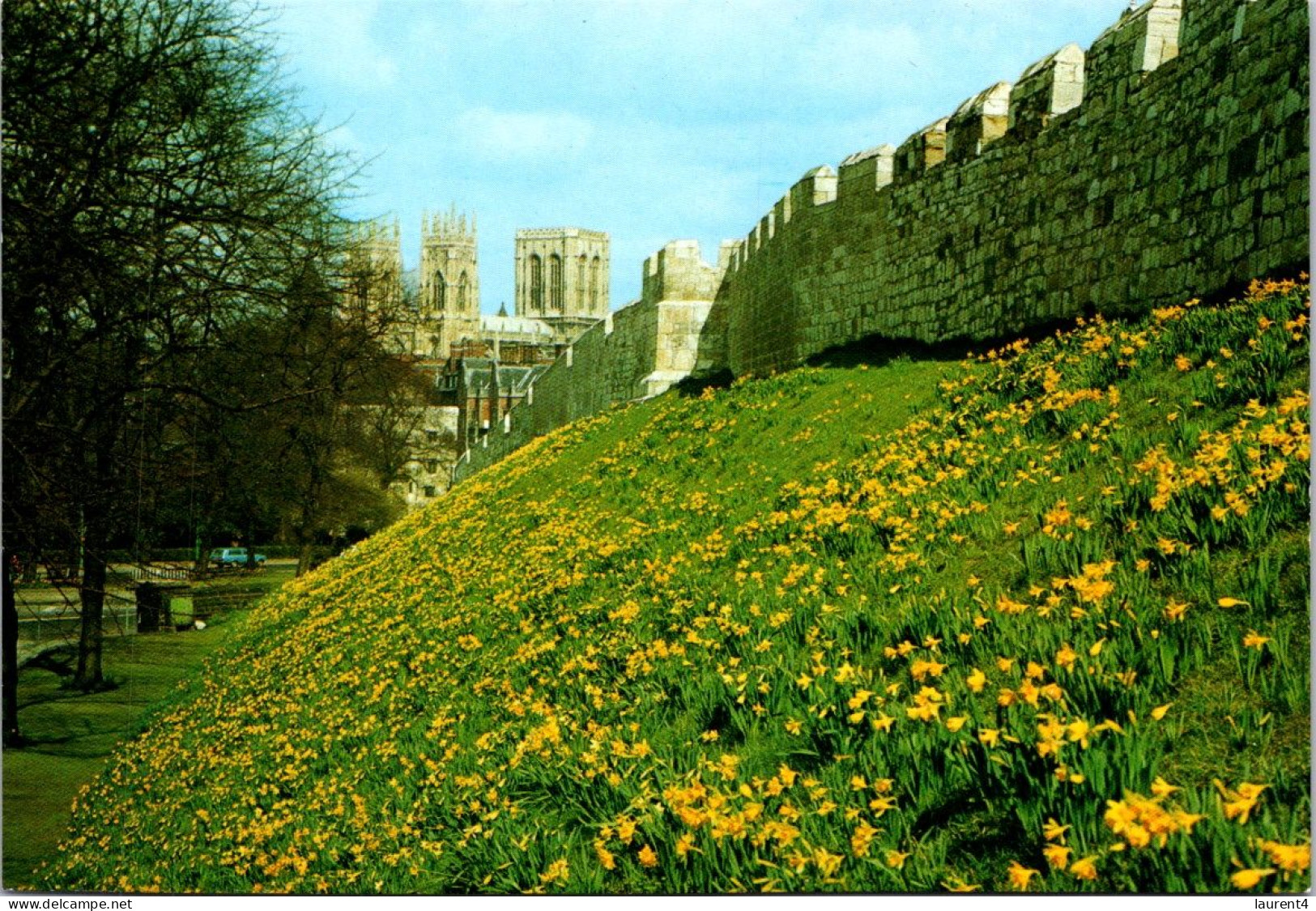 (4 P 43) UK - York (City Wall And Daffodil) - York