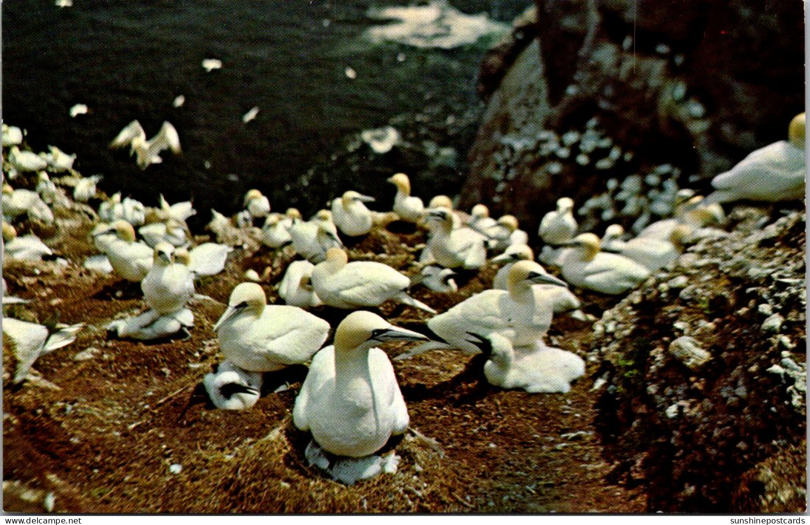 Canada Quebec Perce Bonaventure Island Gannet Families Nesting At The Bird Sanctuary - Percé