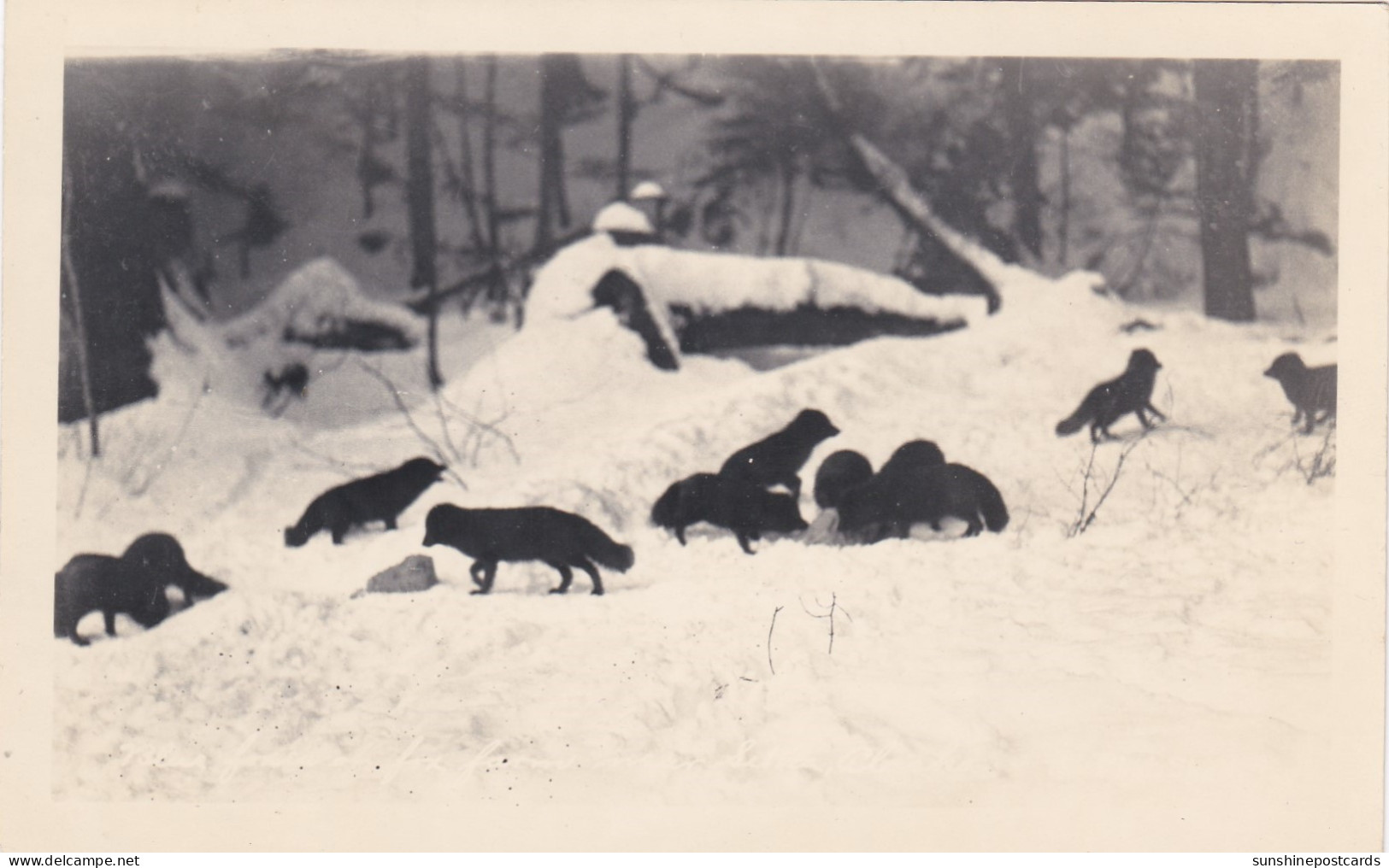 Alaska Blue Foxes On Fox Farm Near Sitka Real Photo - Sitka