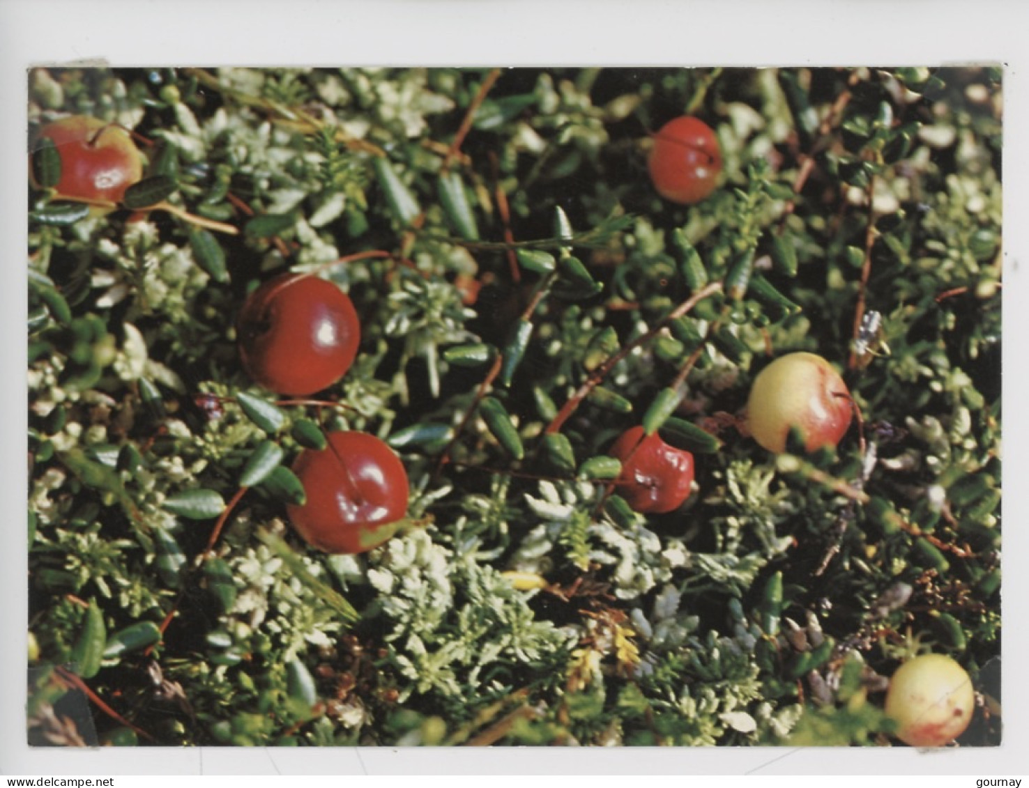 Vaccinium Exycoccos L. Canneberge - Flore Des Hautes-Vosges Jardin D'altitude Du Haut-Chitelet - Pierre Valck Photograph - Plantes Médicinales