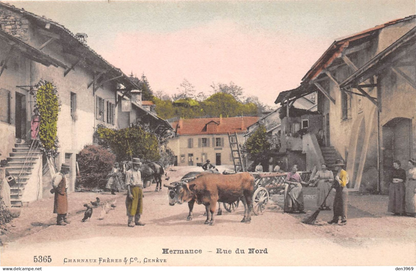 Suisse - GE - HERMANCE - Rue Du Nord - Attelage De Boeufs - Hermance