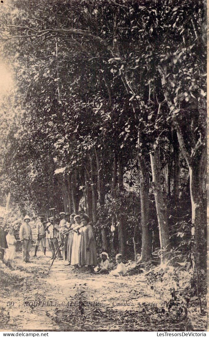 NOUVELLE CALEDONIE - Canela - Café Et Orangers - Carte Postale Animée - Nouvelle Calédonie