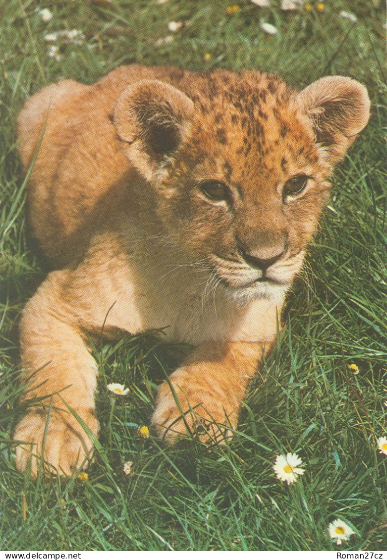Woburn Safari Park, UK - Lion - Other & Unclassified