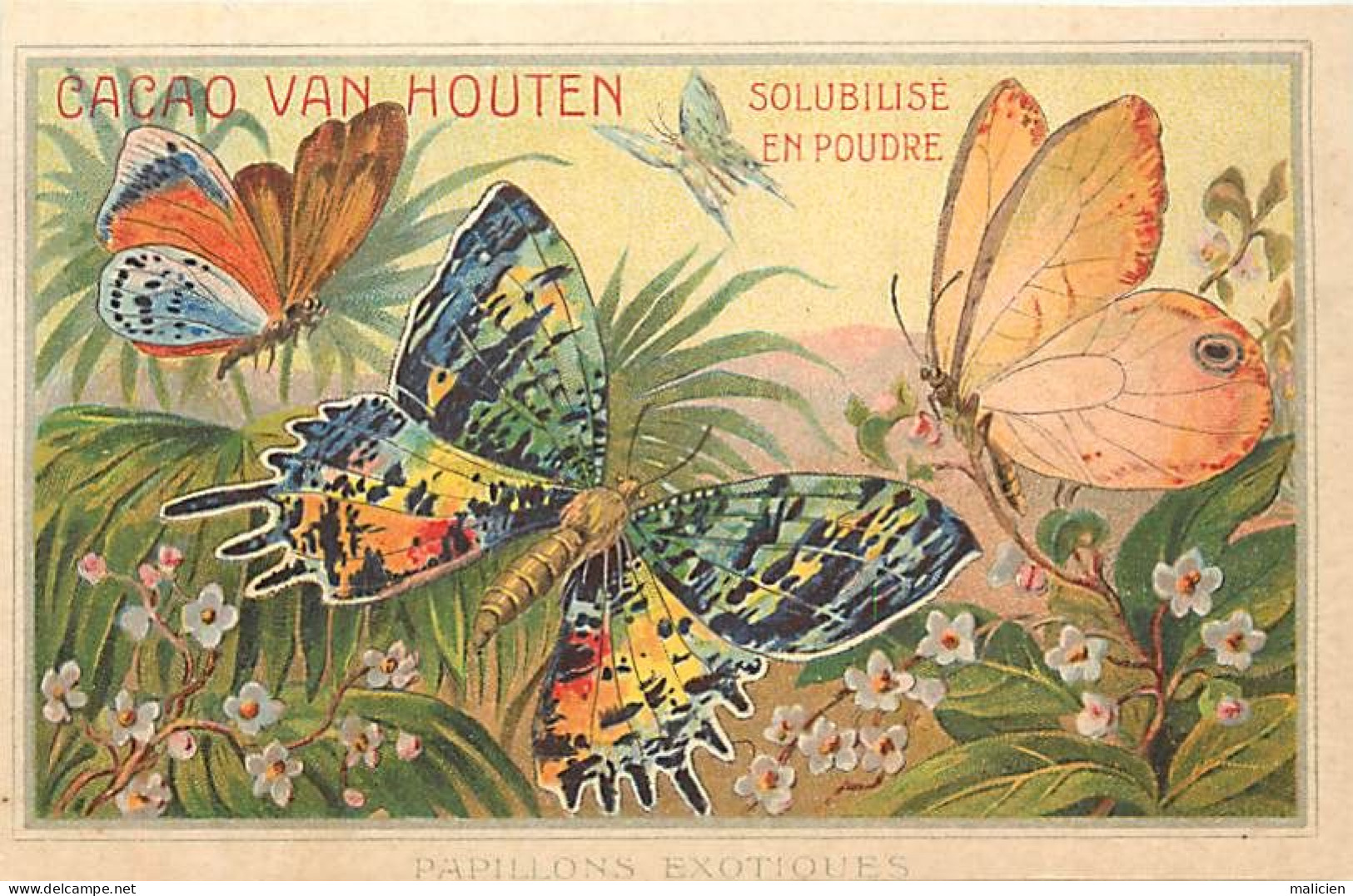Thèmes Div.-ref-PP823-publicité Chromo Chocolat Cacao Van Houten -papillon -papillons Exotiques - - Van Houten