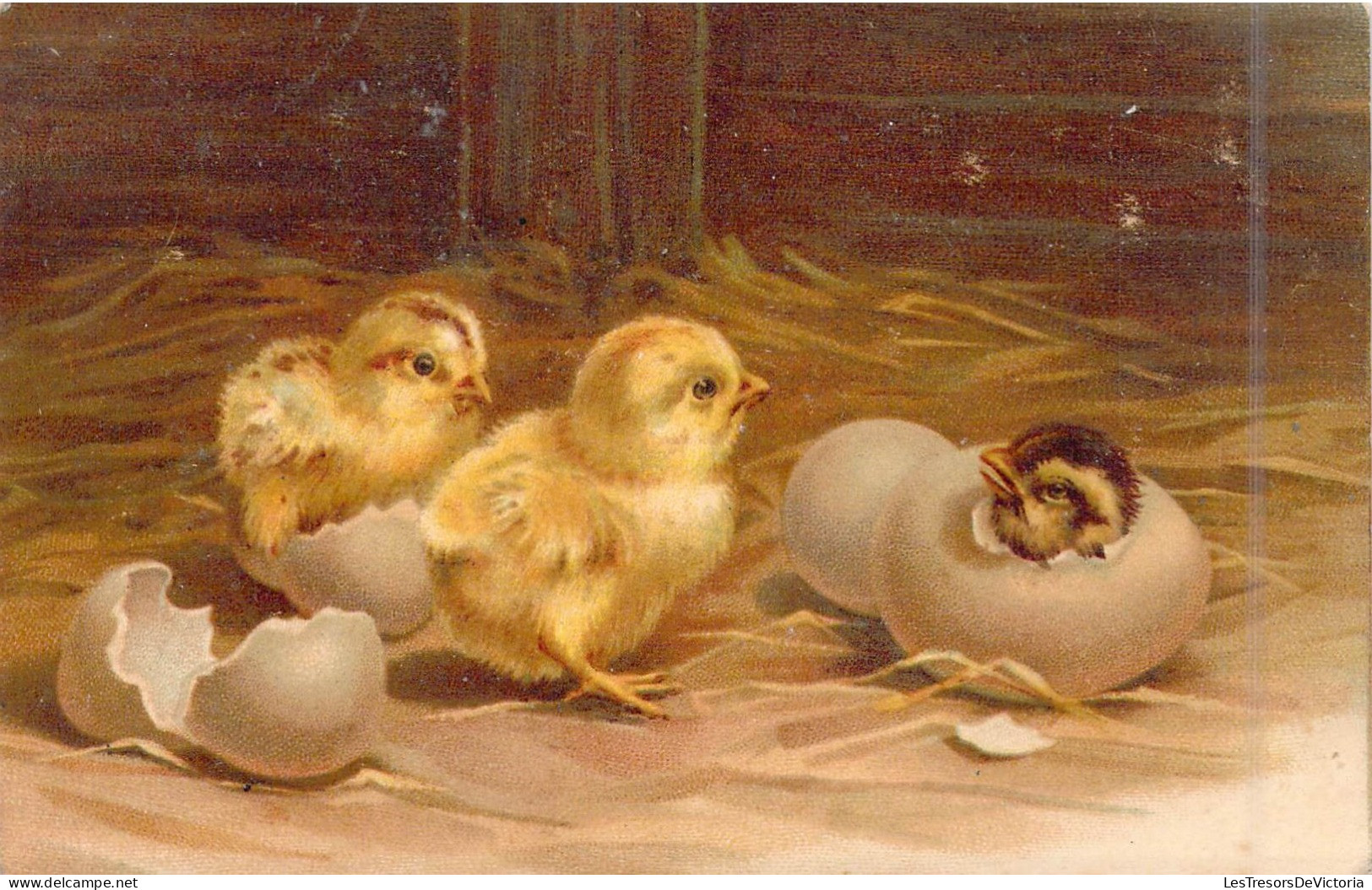 FANTAISIE - Animaux - Poussins - Carte Postale Ancienne - Sonstige & Ohne Zuordnung