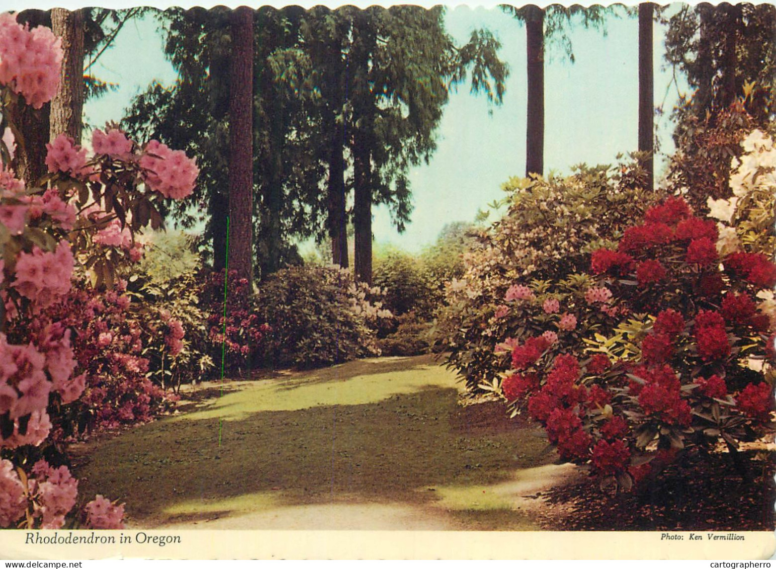 USA Portland OR Rhododendron Test Gardens Rhodendron And Azaleas In Full Bloom - Portland