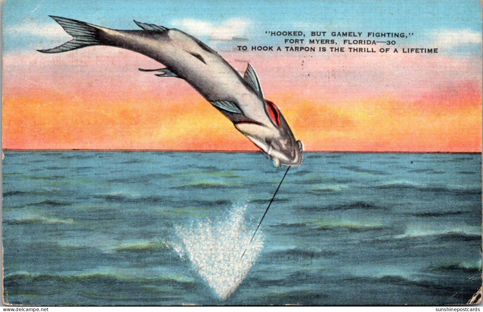 Florida Fort Myers Tarpon Fishing Hooked But Gamelly Fighting 1941 - Fort Myers