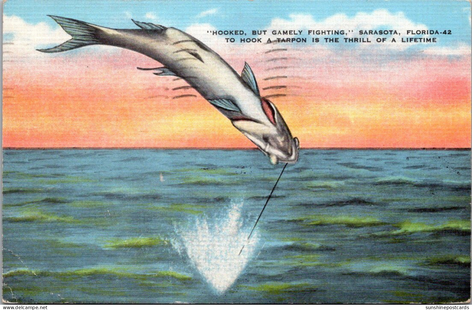 Florida Satasota Tarpon Fishing Hooked But Gamely Fighting 1943 - Sarasota