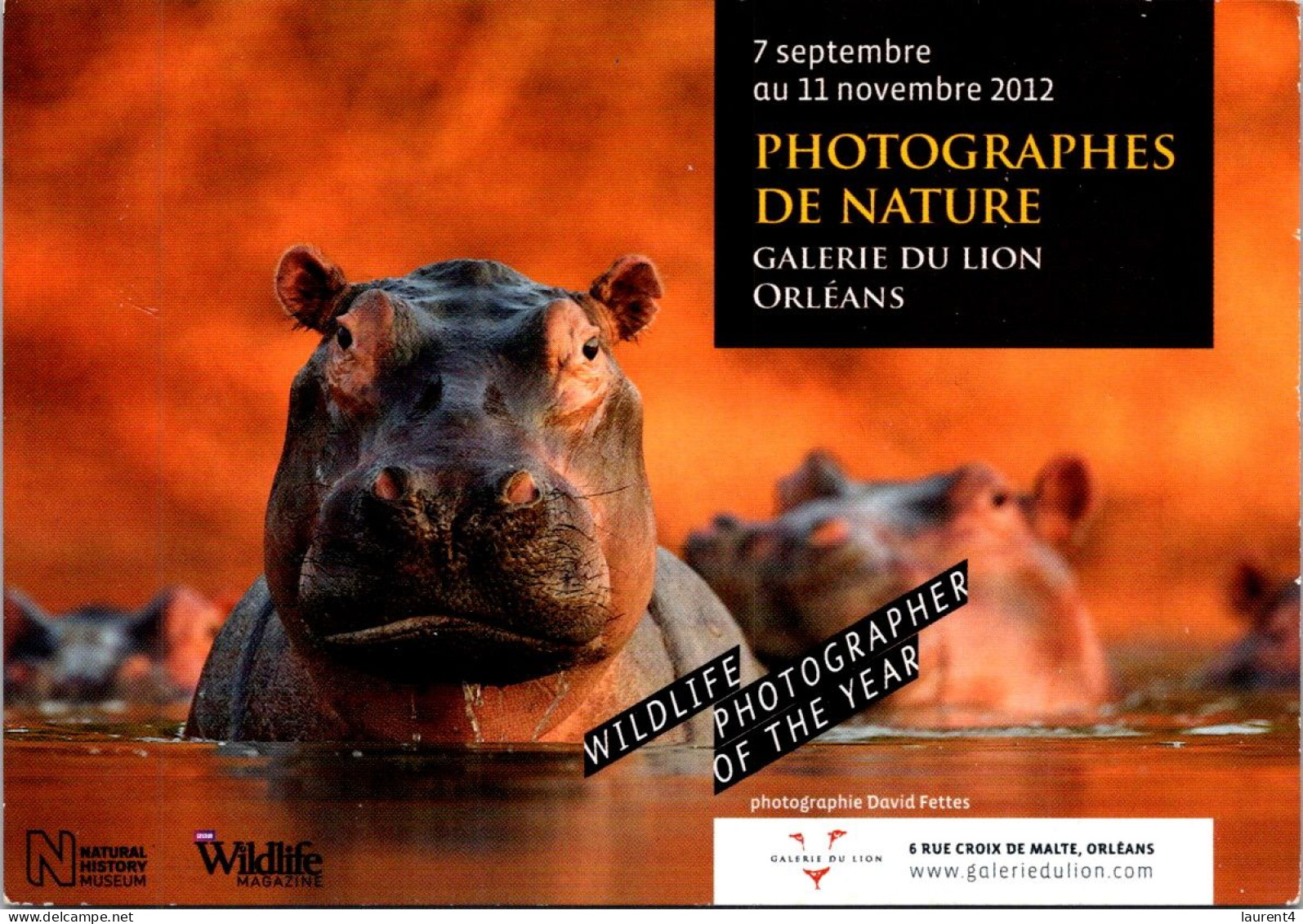 (4 P 46) Photograph Of Nature - Hippopotamus - Hippopotames