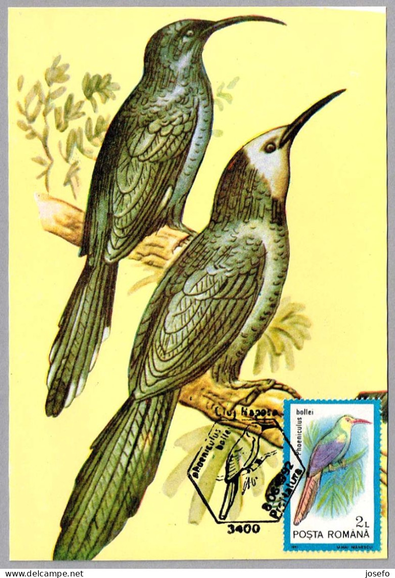 PHOENICULUS BOLLEI - Abubilla Arbórea Cabeciblanca - White-headed Wood Hoopoe. Cluj Napoca 1992 - Mechanical Postmarks (Advertisement)