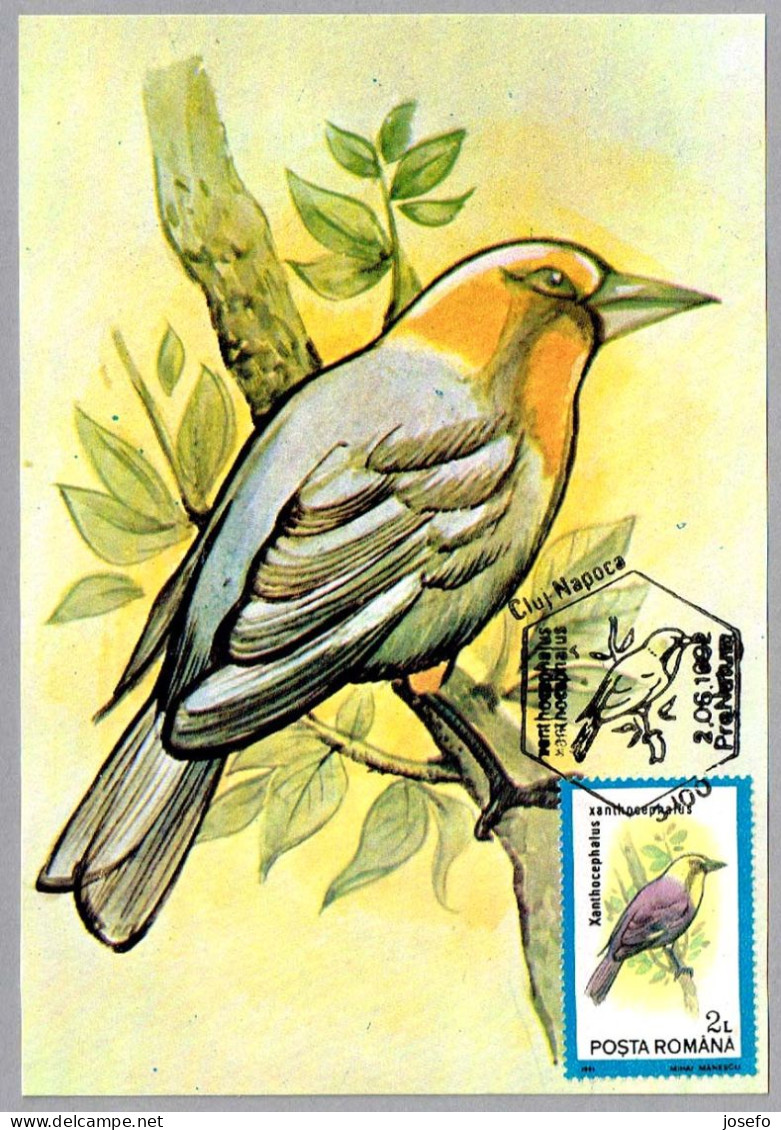 XANTHOCEPHALUS XANTHOCEPHALUS - Tordo Cabeciamarillo - Yellow-headed Blackbird. Cluj Napoca 1992 - Mechanical Postmarks (Advertisement)