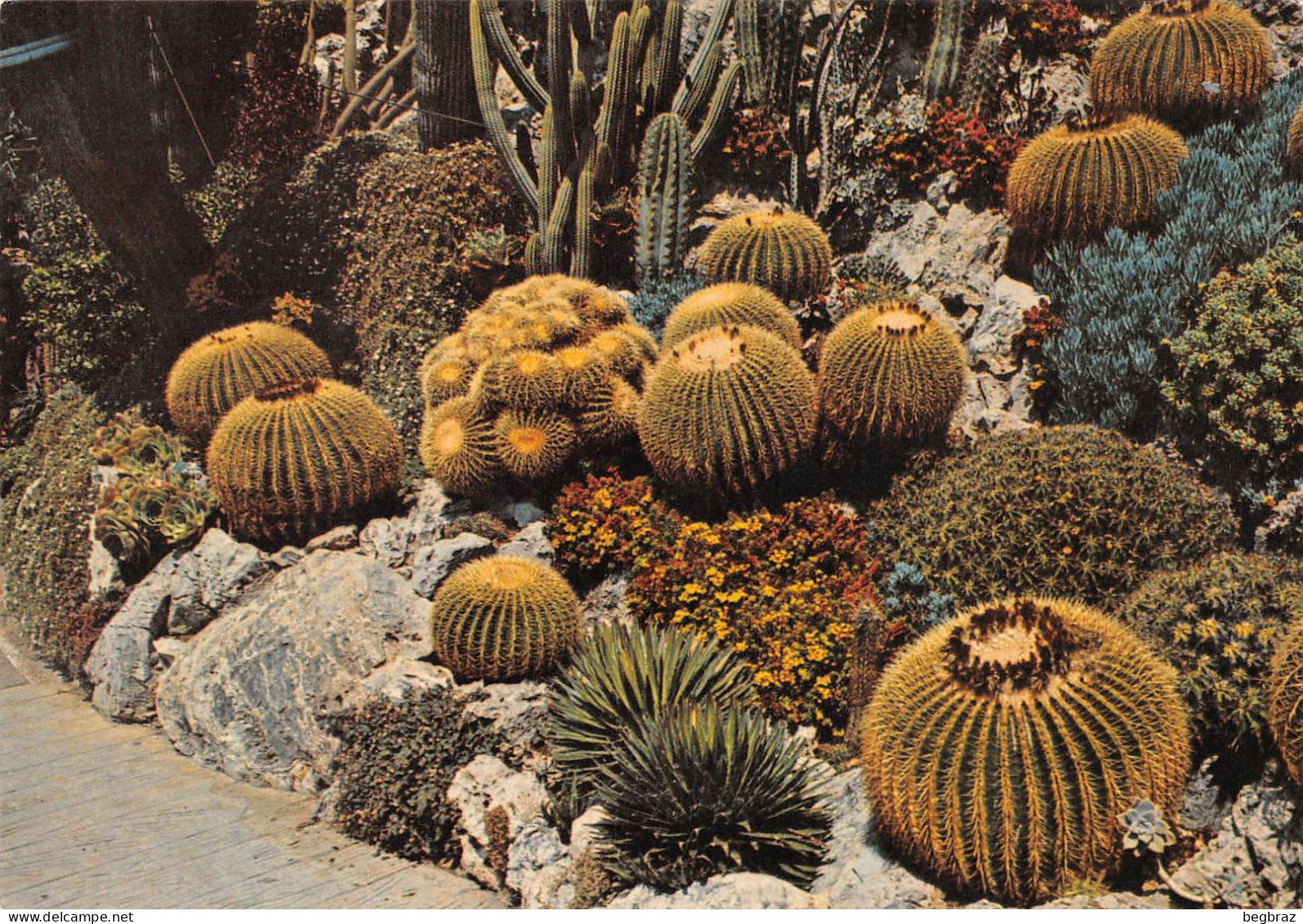 CACTUS   MONACO - Cactusses