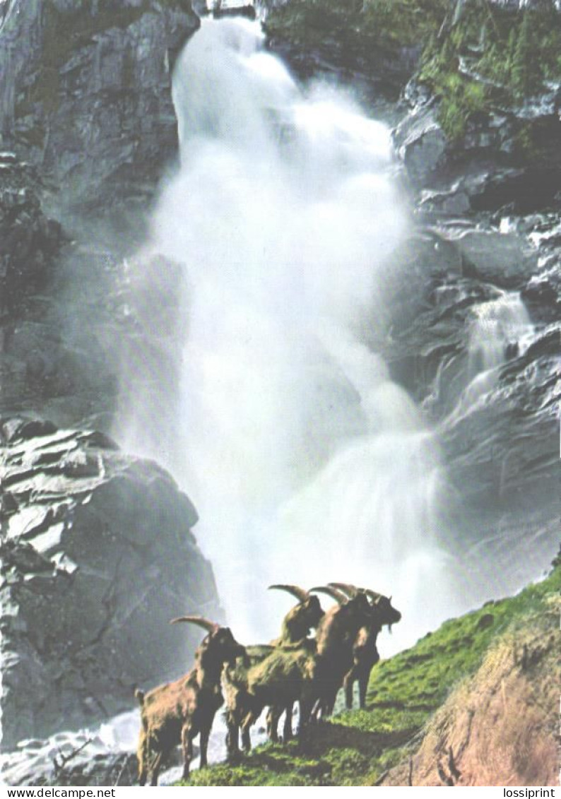 Austria:Krimml Waterfall, Goats - Krimml