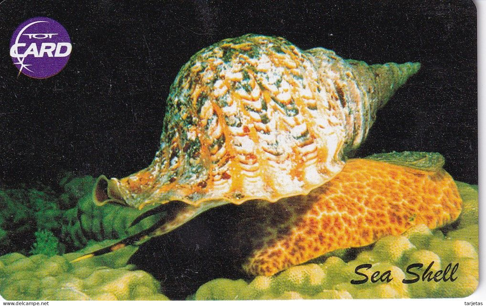 TARJETA DE TAILANDIA DE UN CARACOL MARINO (SEA SHELL) - Poissons