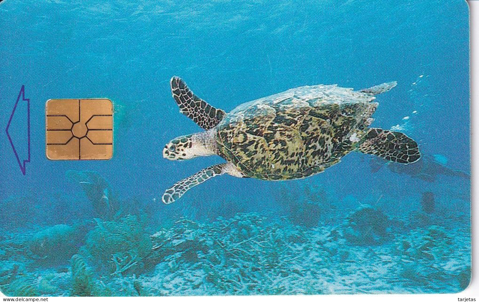 TARJETA DE BONAIRE DE UNA TORTUGA (TURTLE) - Pesci