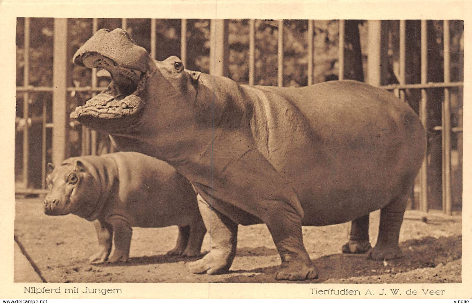 23-JK-201 : HIPPOPOTAMES - Hippopotames