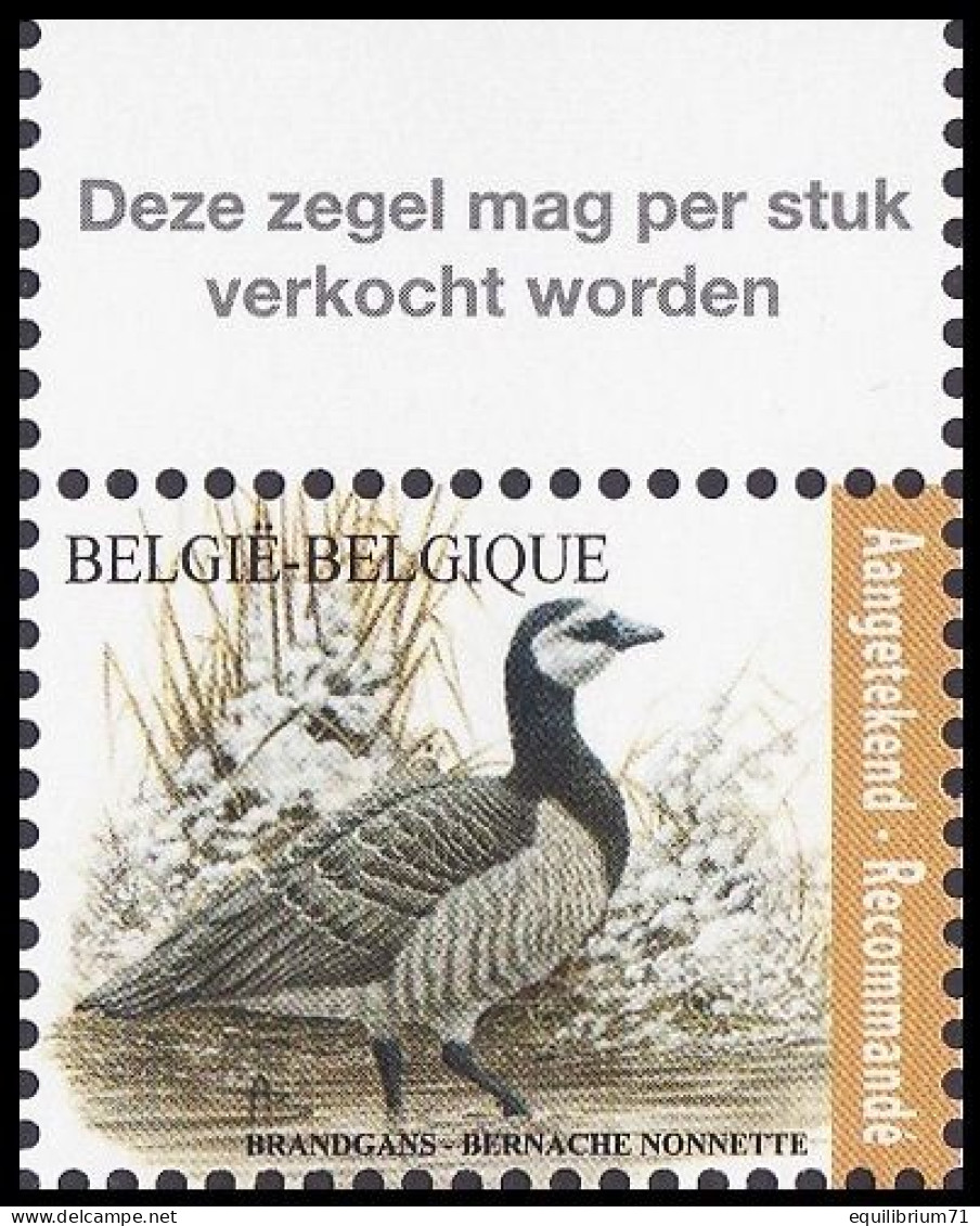 4912** - Bernache Nonnette / Brandgans / Nonnengans / Barnacle Goose - Recommandé / Aantekenport - BUZIN - BELGIQUE - Gänsevögel