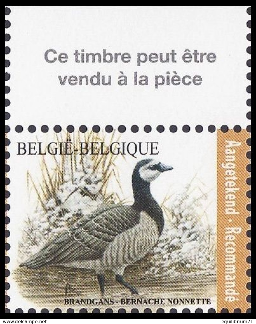 4912** - Bernache Nonnette / Brandgans / Nonnengans / Barnacle Goose - Recommandé / Aantekenport - BUZIN - BELGIQUE - Oies