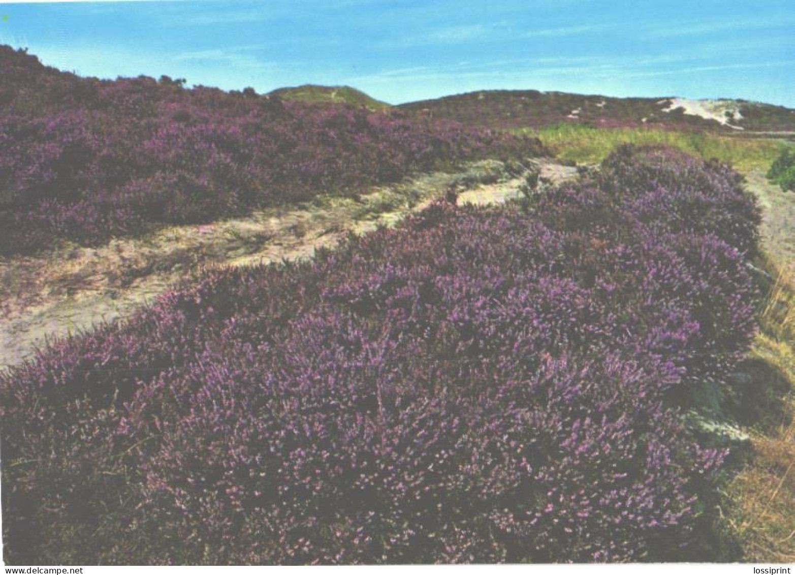 Germany:Heide Flowers - Heide