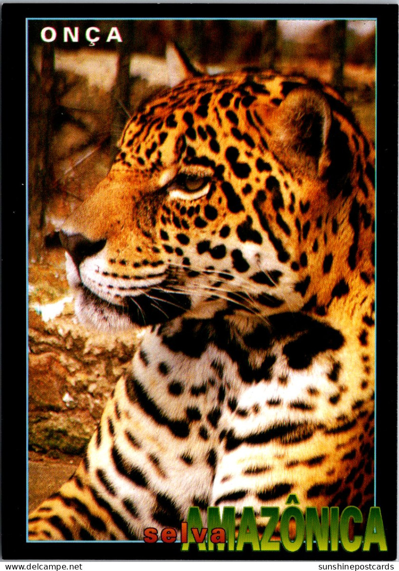 Brazil Manaus Amazonica Leopard - Manaus