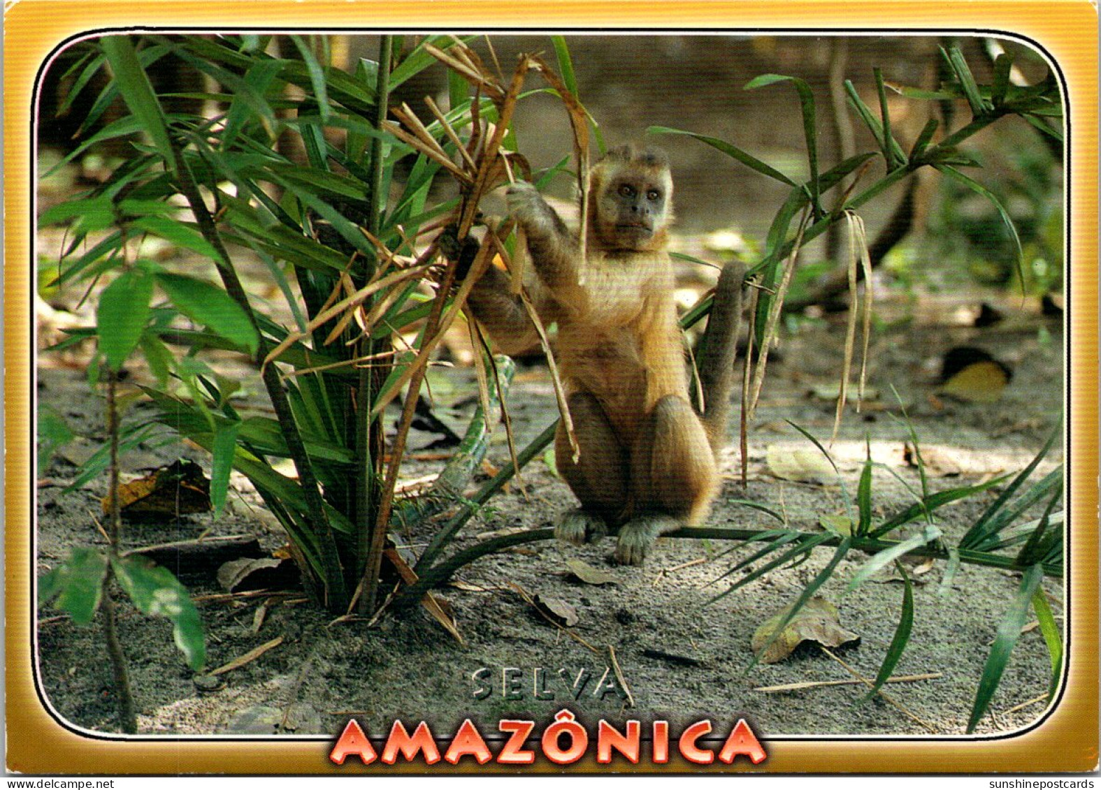 Brazil Manaus Amazonica Monkey Macaco Prego - Manaus